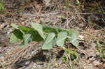 Pinewoods milkweed